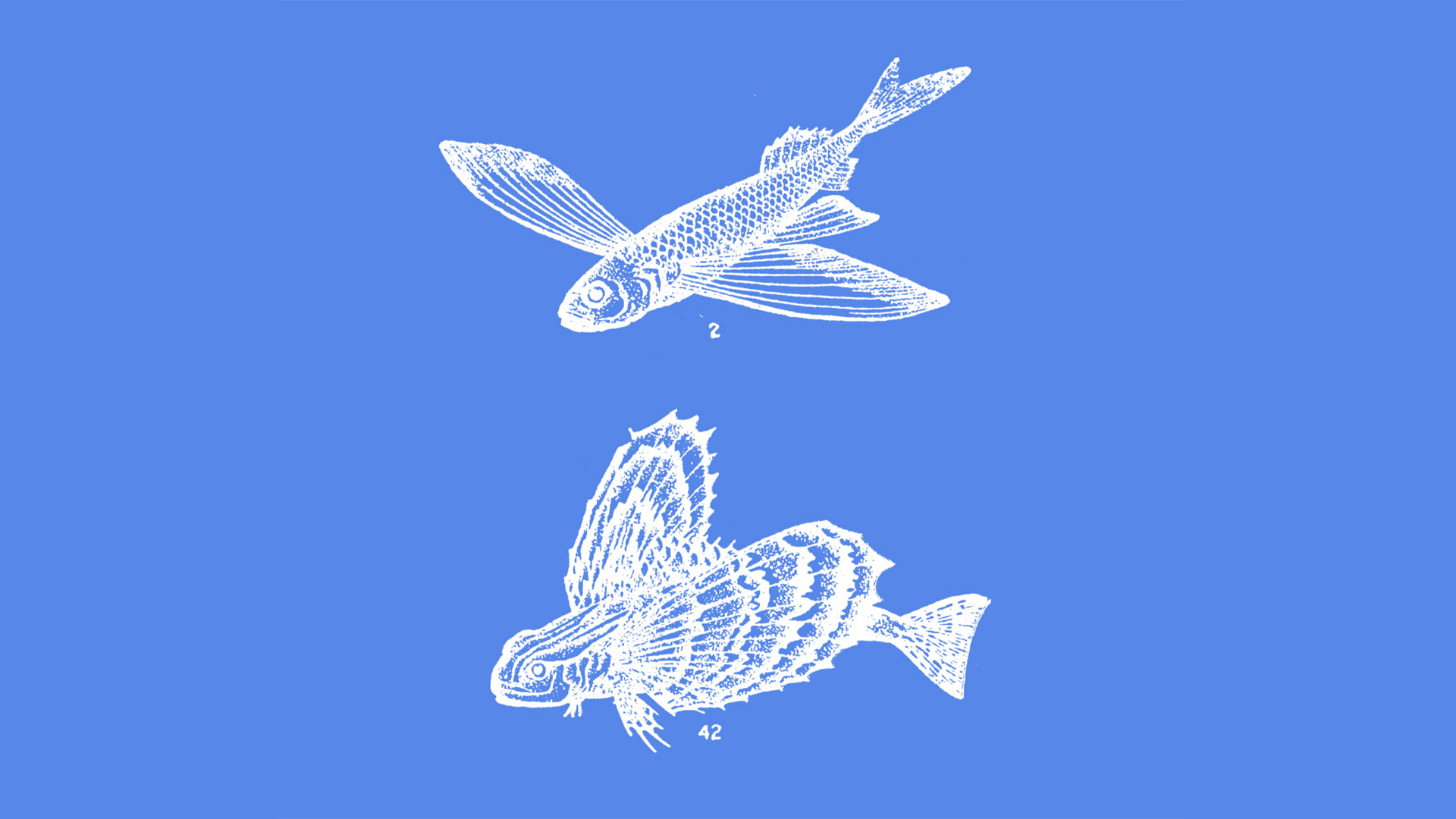 Libri Pescati